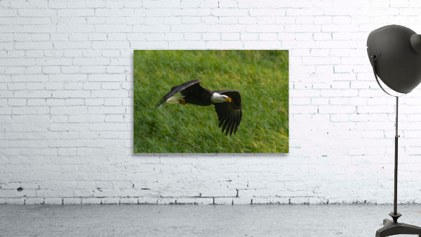 Bald Eagle Wall Preview