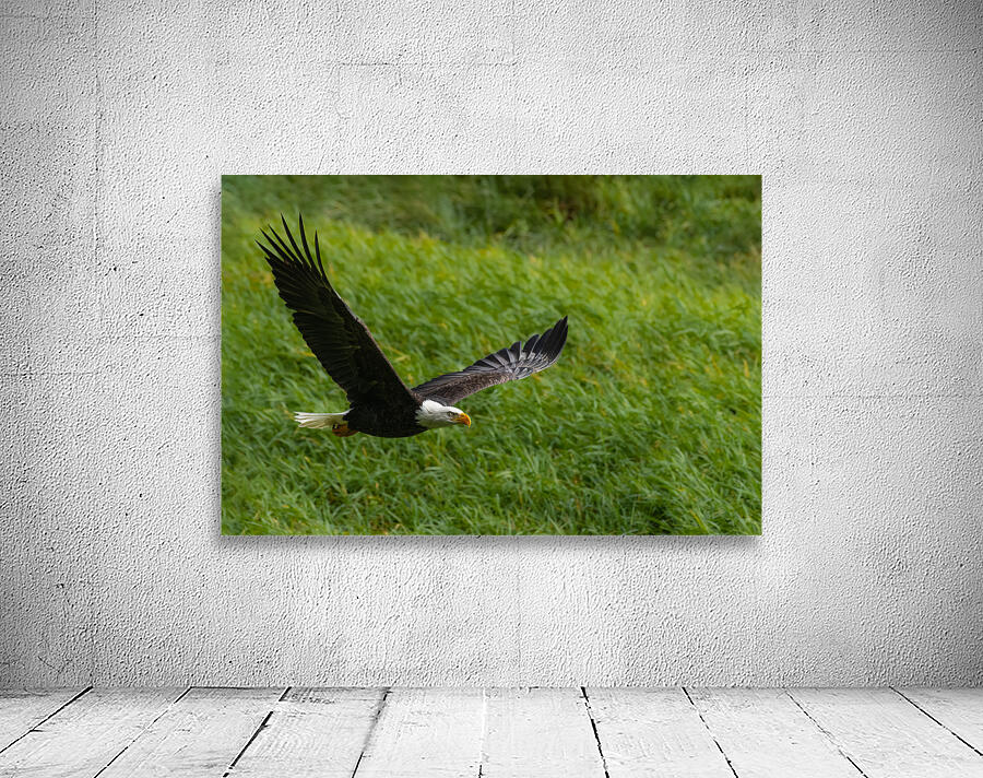 Bald Eagle Wall Preview