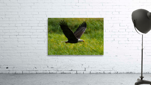 Bald Eagle Wall Preview