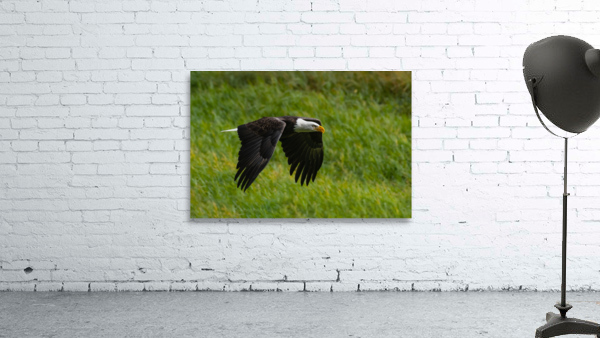 Bald Eagle Wall Preview