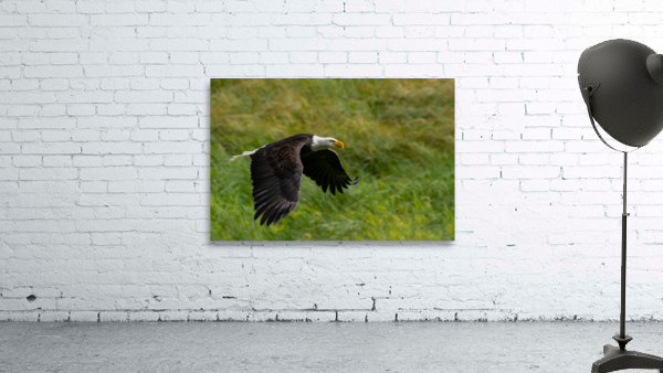 Bald Eagle Wall Preview