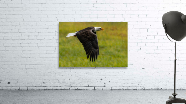 Bald Eagle Wall Preview