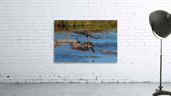 Juvenile Bald Eagles Wall Preview