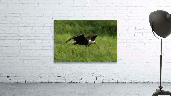 Bald Eagle Wall Preview