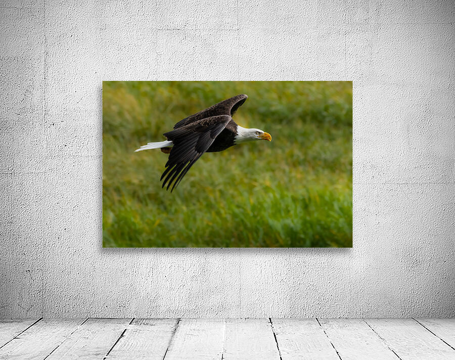 Bald Eagle Wall Preview