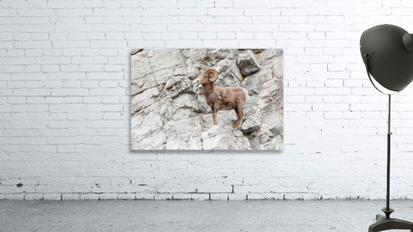Bighorn Ram Wall Preview