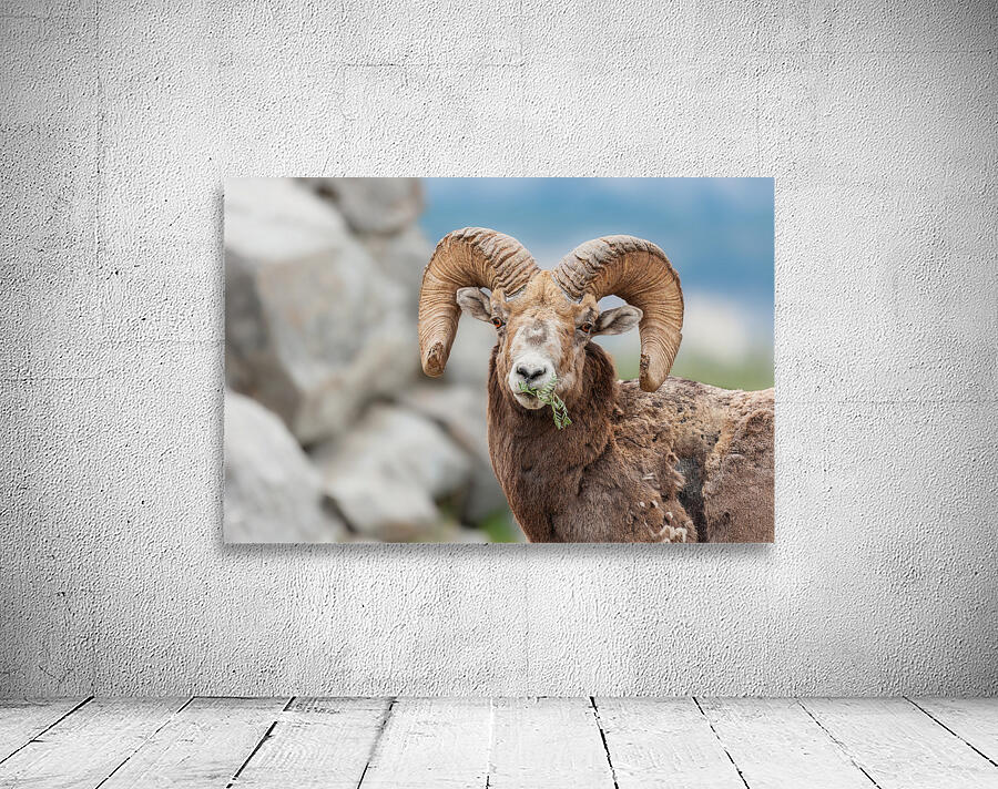 Bighorn Ram Wall Preview