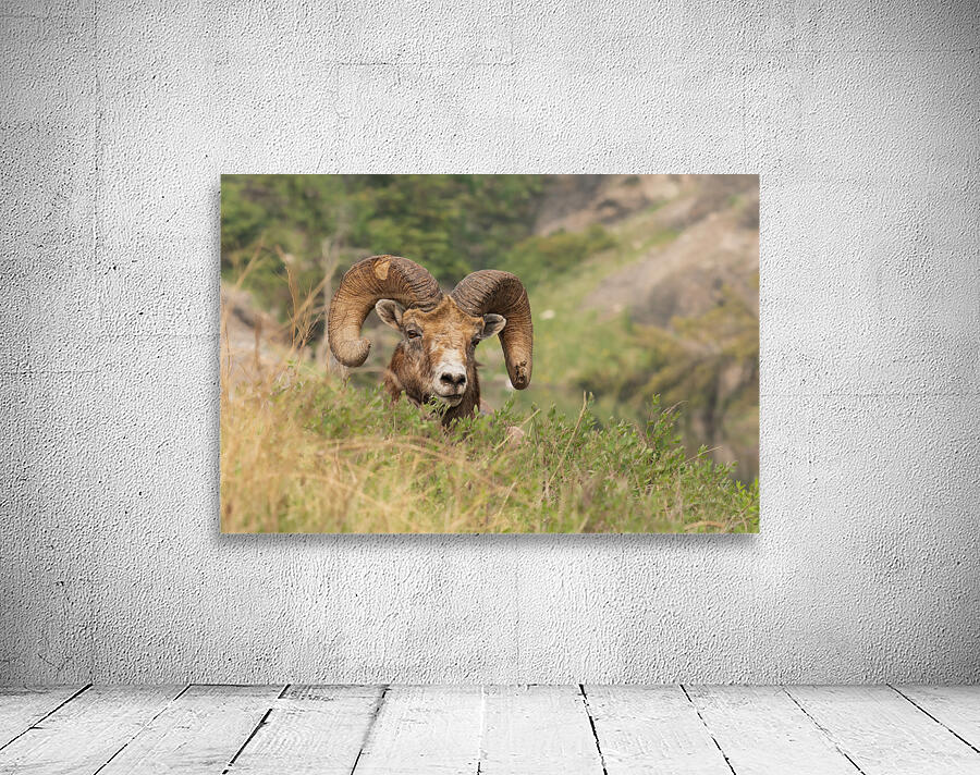 Bighorn Ram Wall Preview