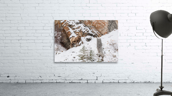 Bighorn Ram Wall Preview
