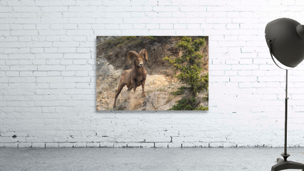 Bighorn Ram Wall Preview