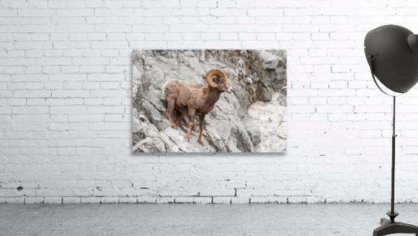 Bighorn Ram Wall Preview