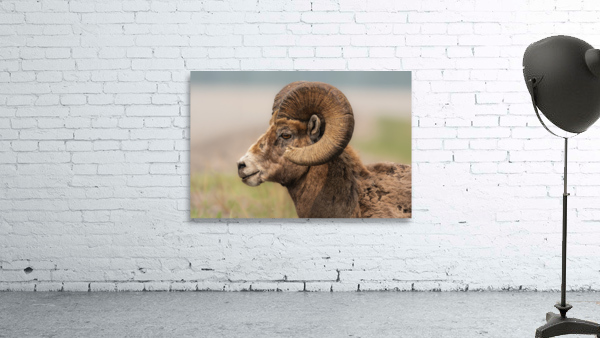 Bighorn Ram Wall Preview
