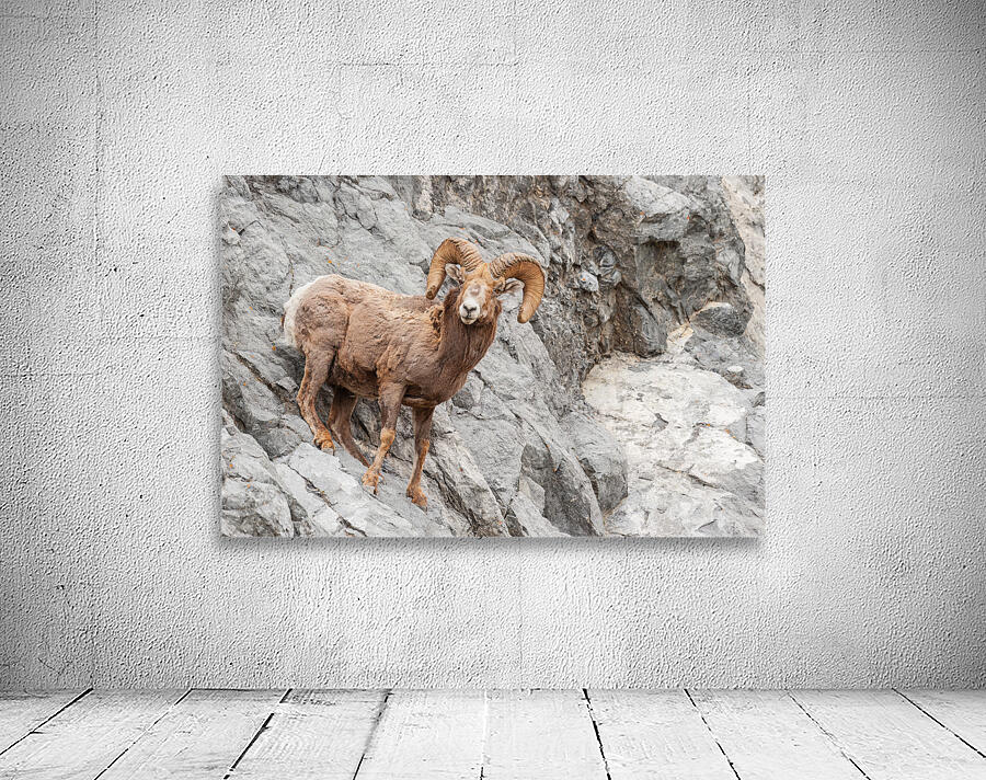 Bighorn Ram Wall Preview