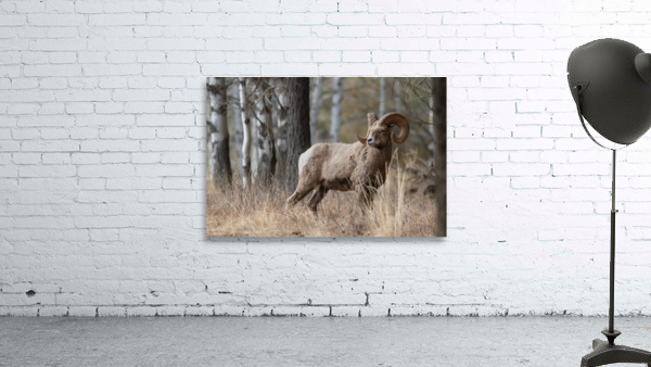 Bighorn Ram Wall Preview