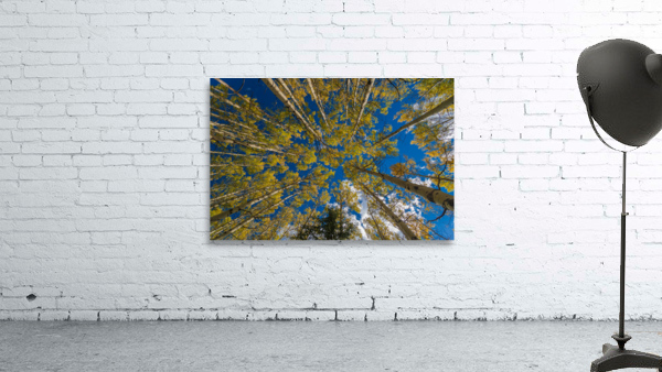 Fall Aspens Wall Preview