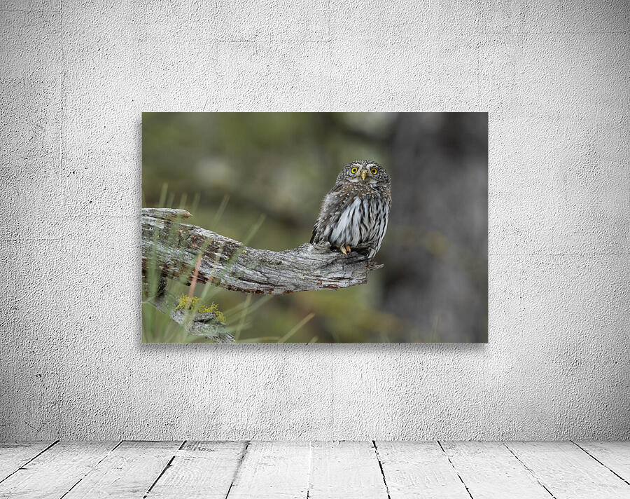 Northern Pygmy Owl Wall Preview
