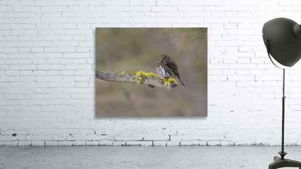 Northern Pygmy Owl Wall Preview