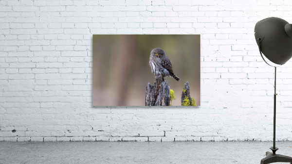 Northern Pygmy Owl Wall Preview