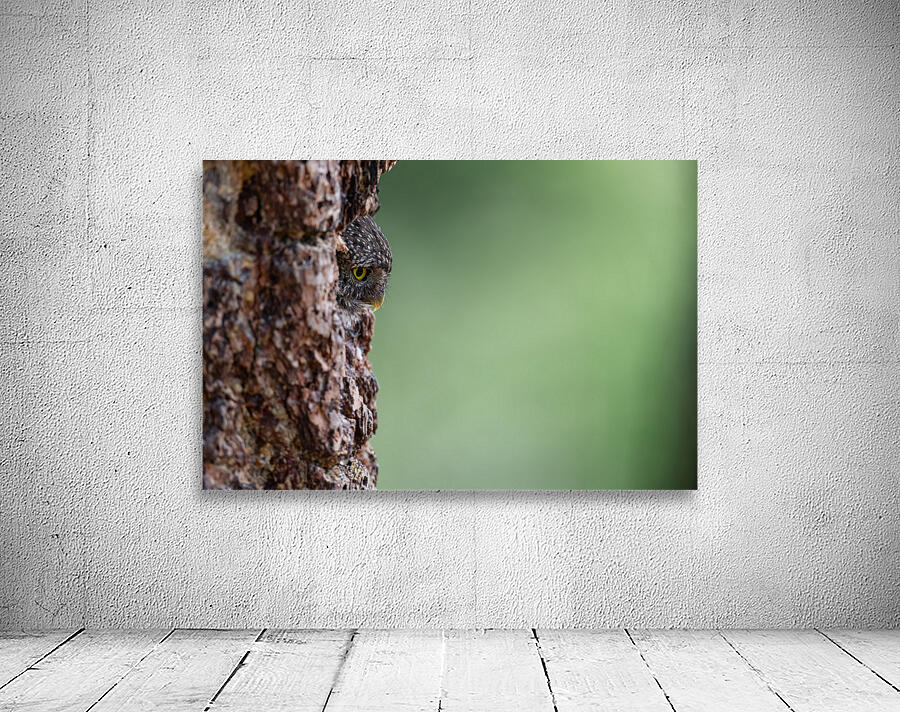 Northern Pygmy Owl Wall Preview