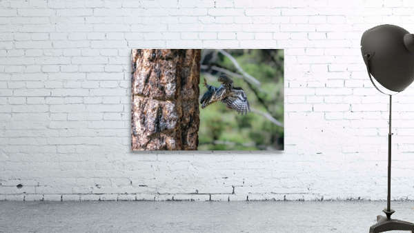 Northern Pygmy Owl Wall Preview