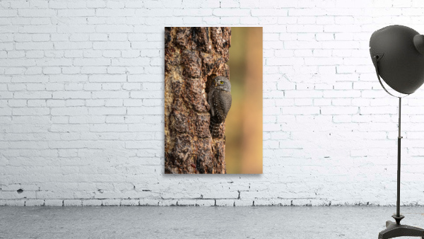 Northern Pygmy Owl Wall Preview