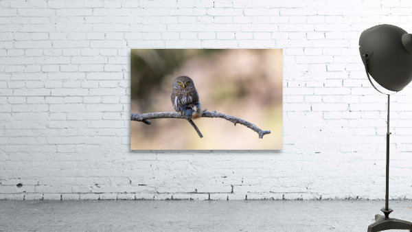 Northern Pygmy Owl Wall Preview