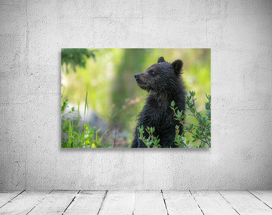 Grizzly Cub Wall Preview
