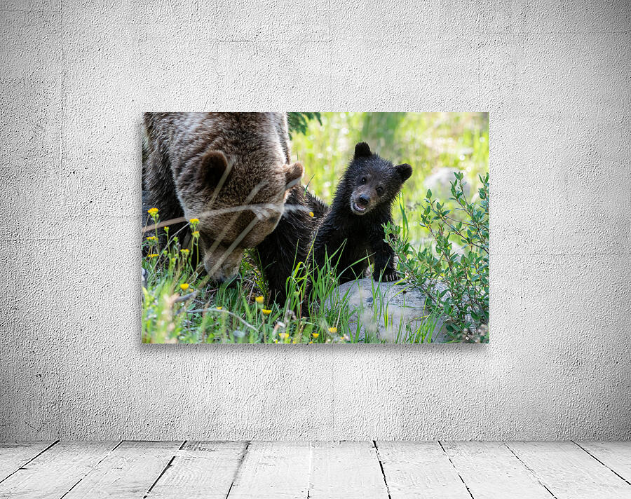 Grizzly Cub Wall Preview