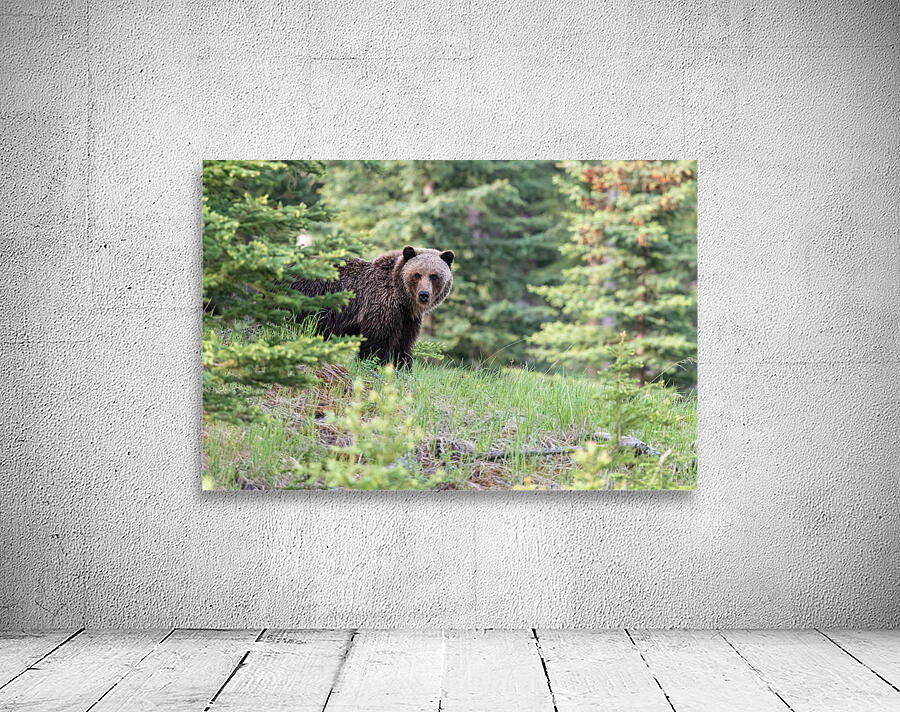 Grizzly Bear Wall Preview