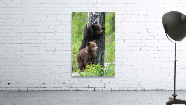Grizzly Cubs Wall Preview