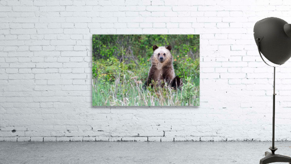 Grizzly Cub Wall Preview