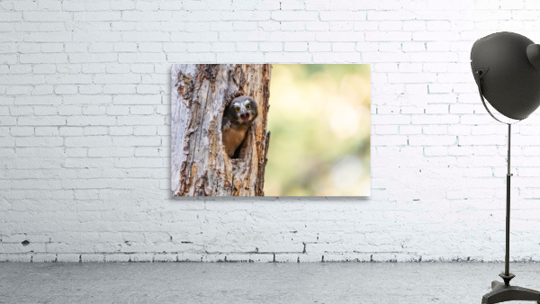 Northern Saw-Whet Owlet Wall Preview