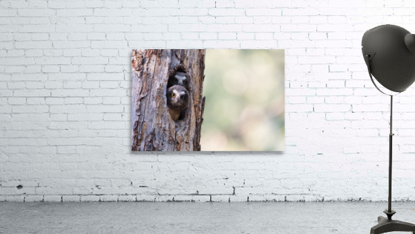 Northern Saw-Whet Owlets Wall Preview