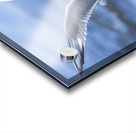 Tern at Sachuest Point Acrylic print