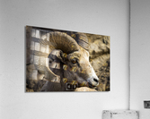 Big Horn Close Up Acrylic Print