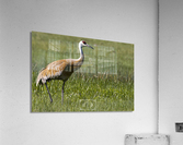 Sandhill Crane Acrylic Print