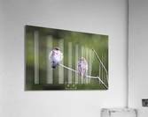 Eastern Phoebe Acrylic Print