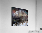 Red Shoulder Hawk Acrylic Print