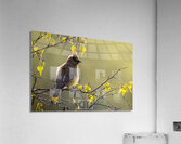 Chunky Cedar Waxwing Acrylic Print
