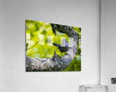 Beautiful Cat Bird Acrylic Print