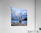 Tern at Sachuest Point Acrylic Print