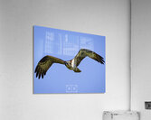Osprey Lock On Acrylic Print