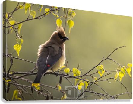Chunky Cedar Waxwing Canvas Print