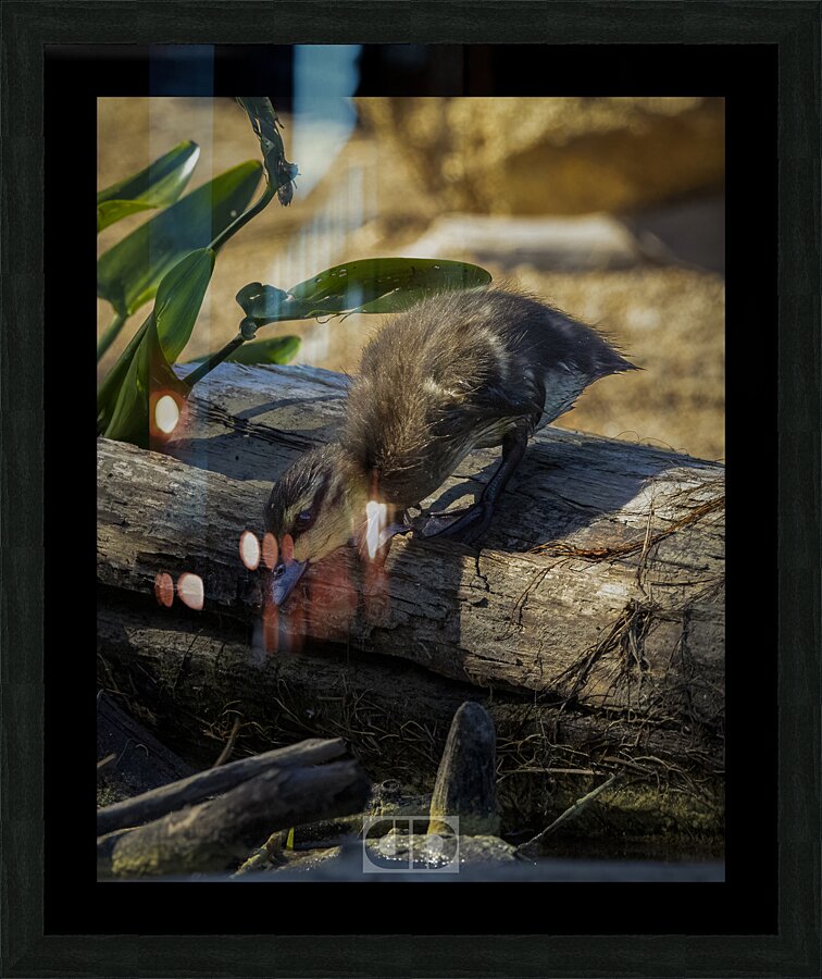Black Duckling Picture Frame print