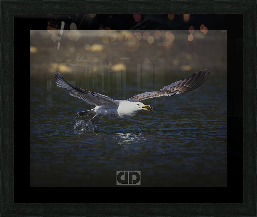 Seagull with a Catch Picture Frame print