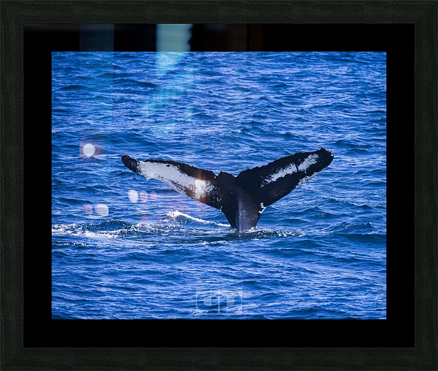 Humpback Whale Picture Frame print