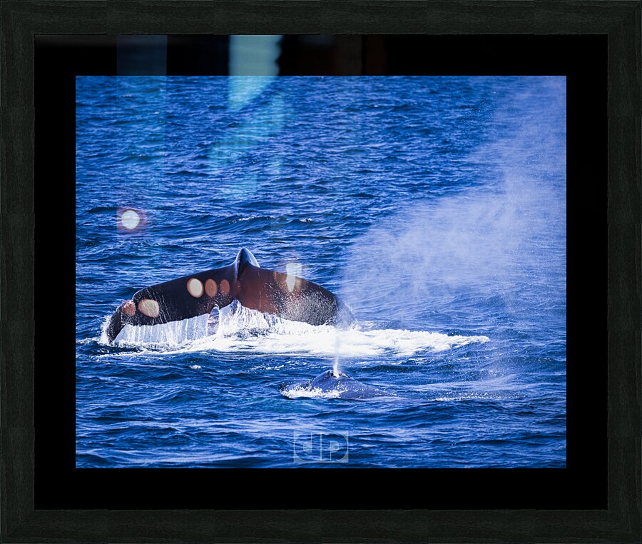 Humpback Whale Pair Picture Frame print