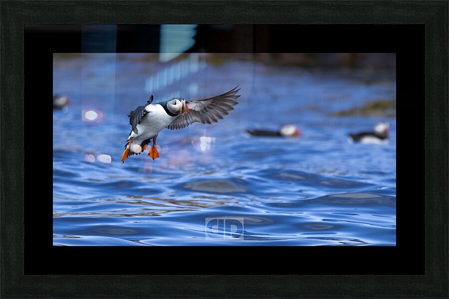 Puffin Landing Picture Frame print