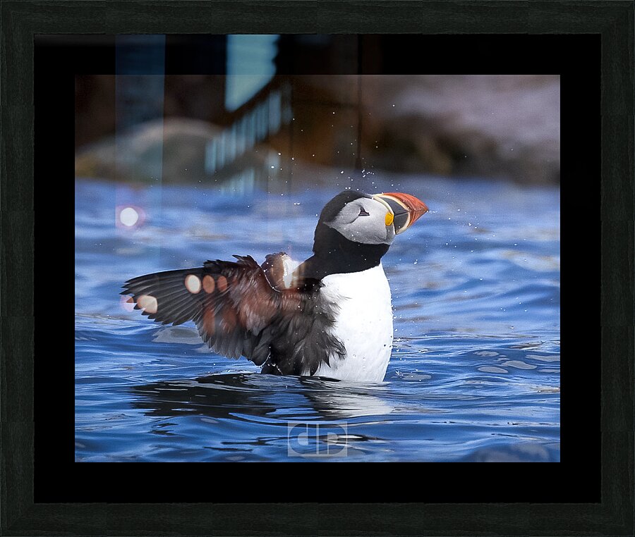 Puffin Shake Picture Frame print