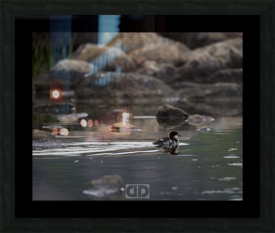 Merganser Stress Picture Frame print